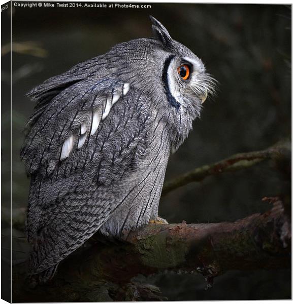  White Faced Scops Owl  Canvas Print by Mike Twist