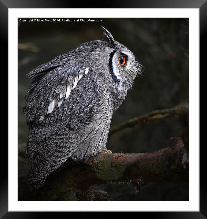  White Faced Scops Owl  Framed Mounted Print by Mike Twist
