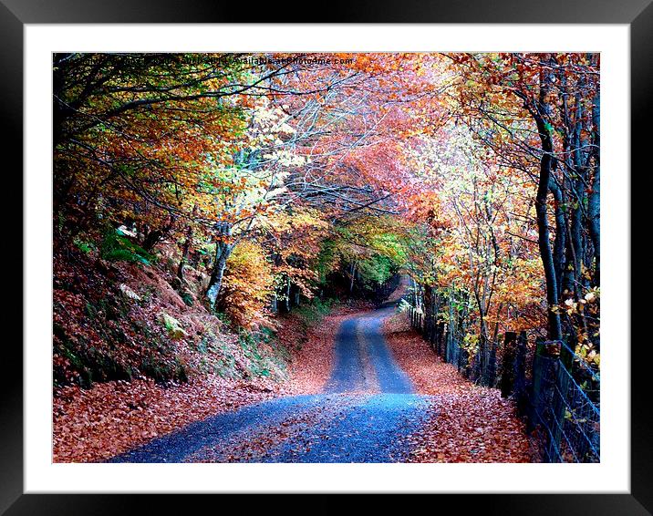  Autumn leaves Framed Mounted Print by yvonne & paul carroll