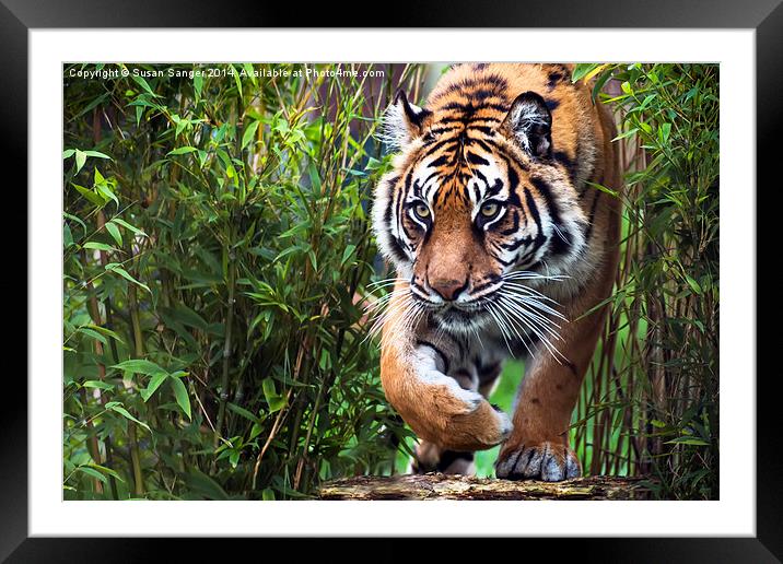  Tiger walking through bamboo Framed Mounted Print by Susan Sanger