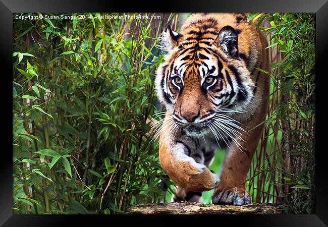  Tiger walking through bamboo Framed Print by Susan Sanger