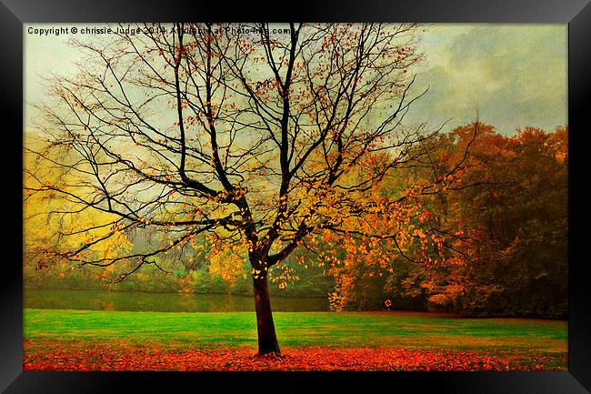  The Autumn Tree Hampstead  London  Framed Print by Heaven's Gift xxx68
