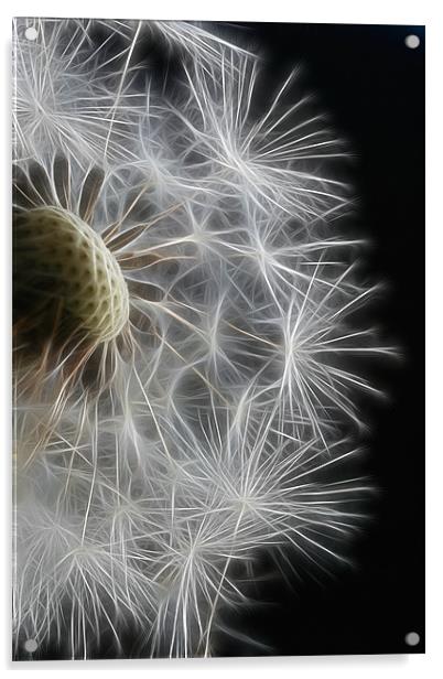 Dandelion Frost Acrylic by Ann Garrett