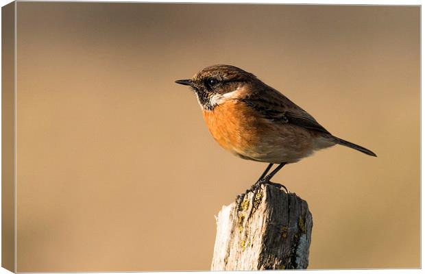  Stonechat Canvas Print by Ian Hufton