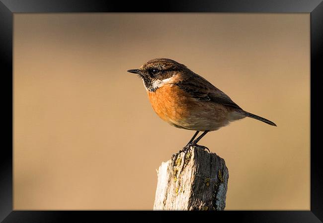  Stonechat Framed Print by Ian Hufton