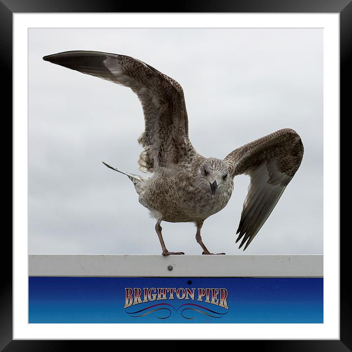  Brighton Herring gull Framed Mounted Print by Dean Messenger