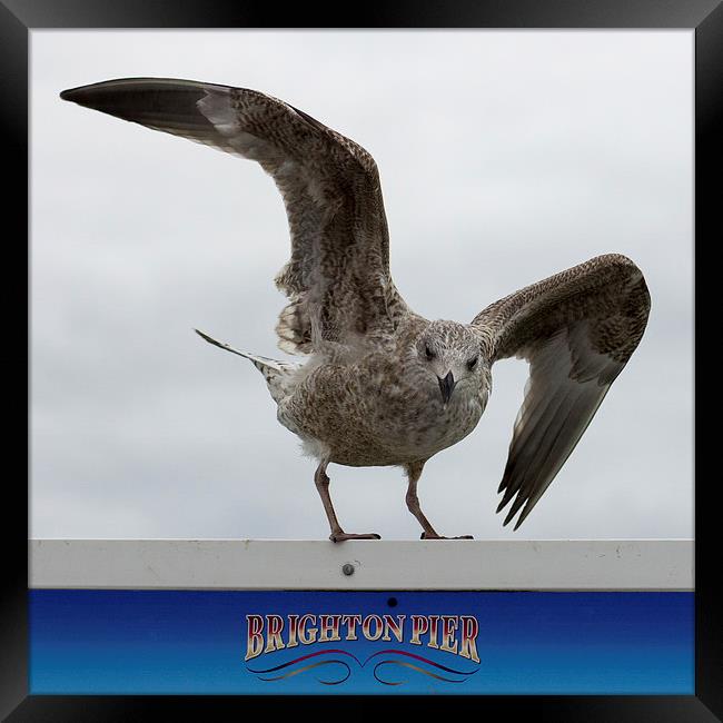  Brighton Herring gull Framed Print by Dean Messenger