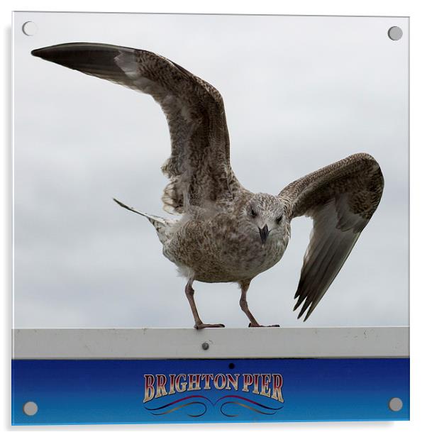  Brighton Herring gull Acrylic by Dean Messenger