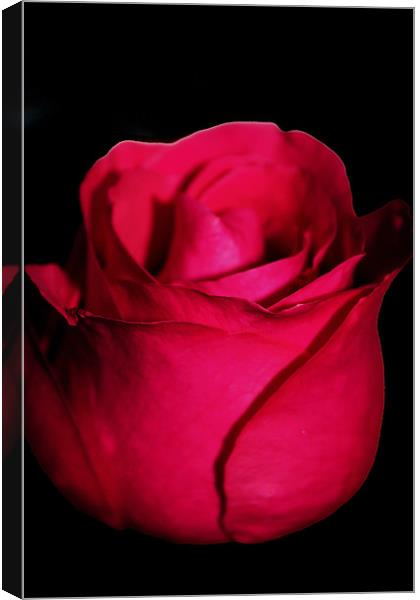 Rose Canvas Print by Gavin Liddle
