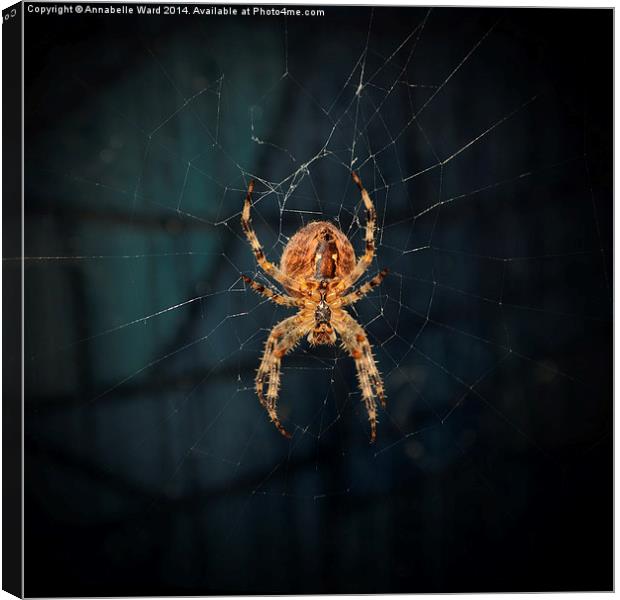 Spider on Web. Canvas Print by Annabelle Ward