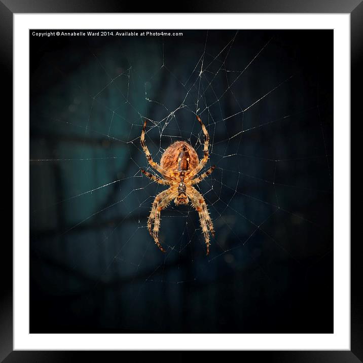 Spider on Web. Framed Mounted Print by Annabelle Ward
