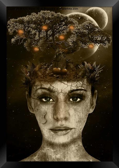 Pumpkin Tree Framed Print by Kim Slater