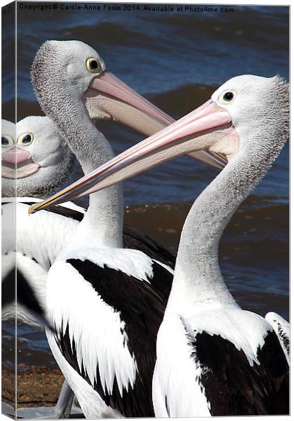  Australian Pelicans Canvas Print by Carole-Anne Fooks