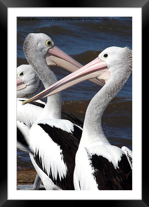  Australian Pelicans Framed Mounted Print by Carole-Anne Fooks