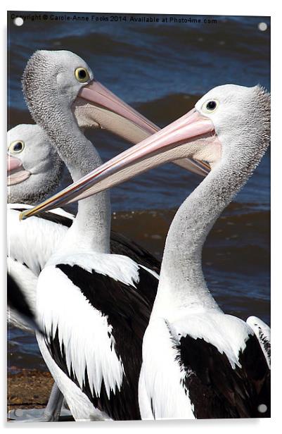  Australian Pelicans Acrylic by Carole-Anne Fooks