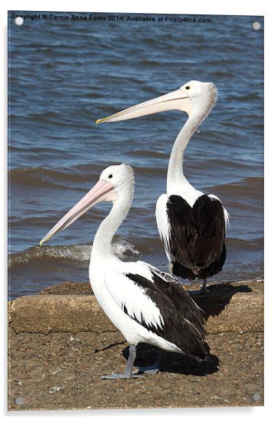  Australian Pelicans Acrylic by Carole-Anne Fooks