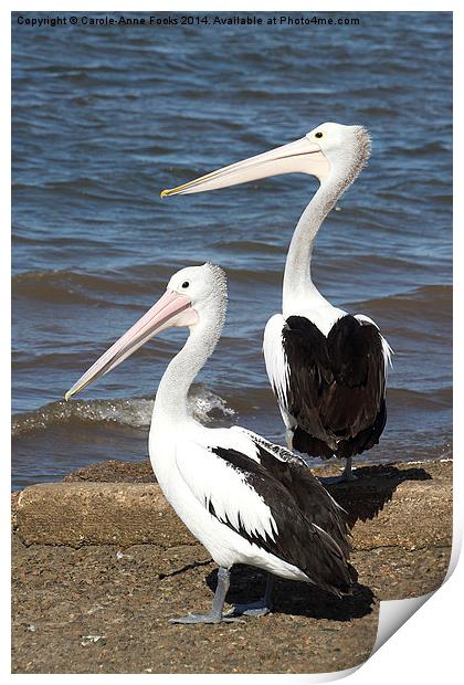  Australian Pelicans Print by Carole-Anne Fooks