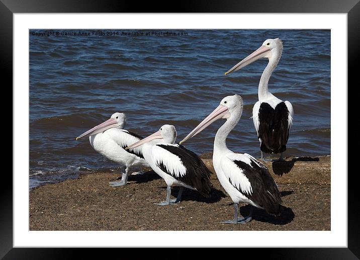  Australian Pelicans Framed Mounted Print by Carole-Anne Fooks