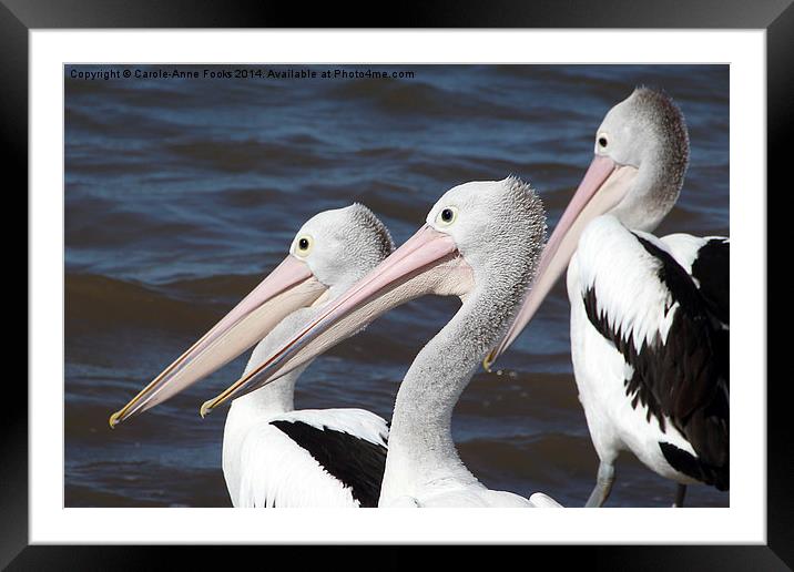   Australian Pelicans Framed Mounted Print by Carole-Anne Fooks