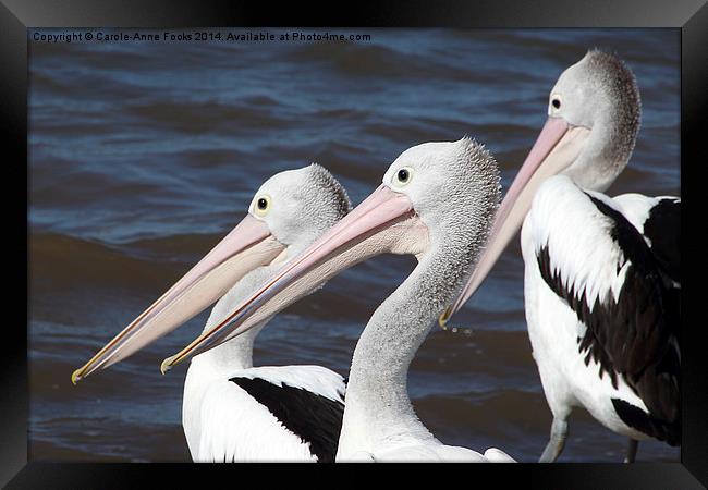   Australian Pelicans Framed Print by Carole-Anne Fooks