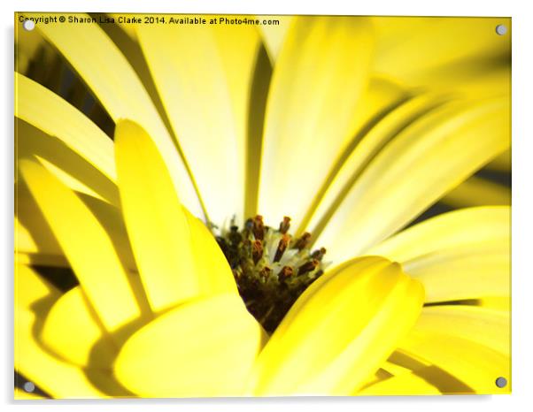  Yellow Daisy Acrylic by Sharon Lisa Clarke
