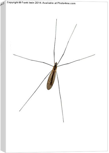  The common Crane Fly  Canvas Print by Frank Irwin