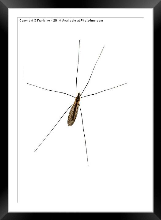  The common Crane Fly  Framed Mounted Print by Frank Irwin