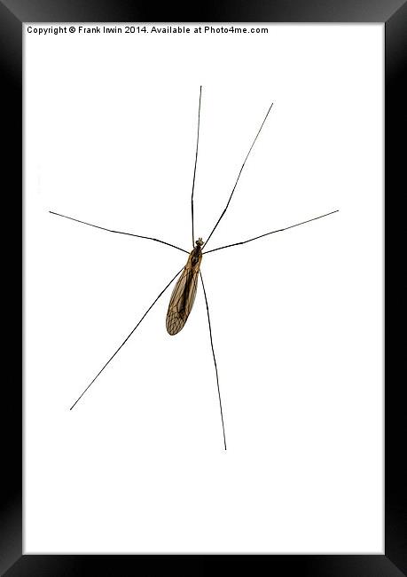  The common Crane Fly  Framed Print by Frank Irwin