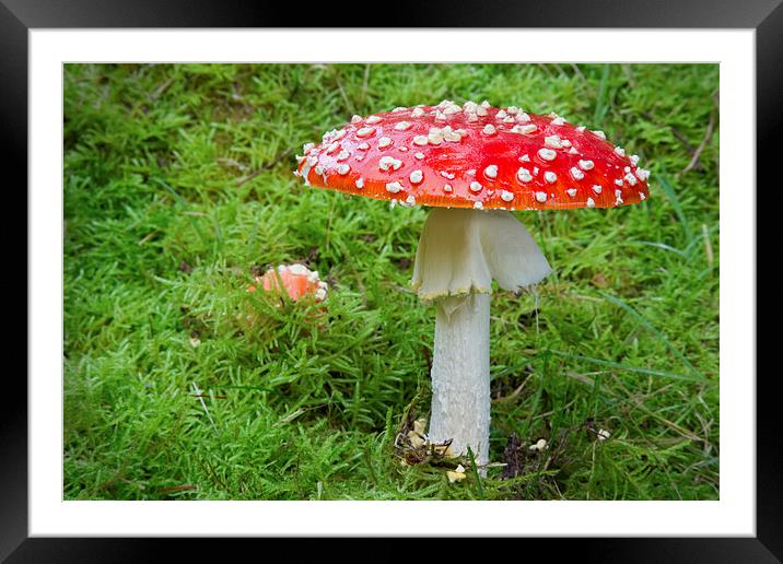 Amanita muscaria (fly agaric Framed Mounted Print by Rory Trappe