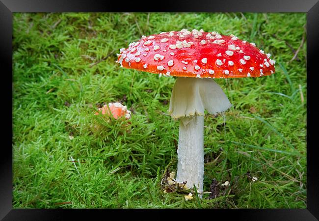 Amanita muscaria (fly agaric Framed Print by Rory Trappe