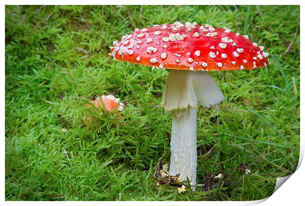 Amanita muscaria (fly agaric Print by Rory Trappe