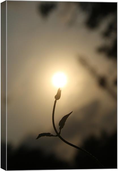 sun on a  budding flower Canvas Print by Chandrasekaran K