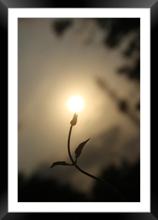 sun on a  budding flower Framed Mounted Print by Chandrasekaran K