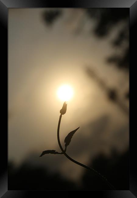 sun on a  budding flower Framed Print by Chandrasekaran K