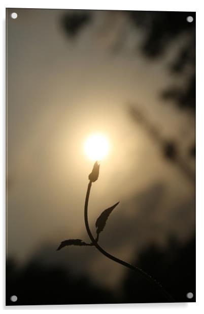 sun on a  budding flower Acrylic by Chandrasekaran K