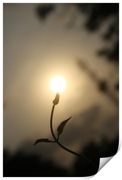 sun on a  budding flower Print by Chandrasekaran K
