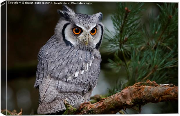  White faced Scops Owl Canvas Print by shawn bullock