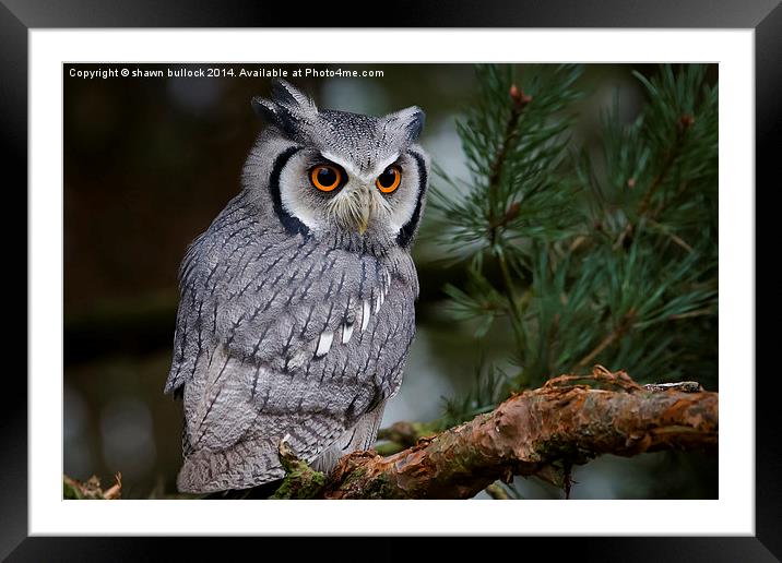  White faced Scops Owl Framed Mounted Print by shawn bullock