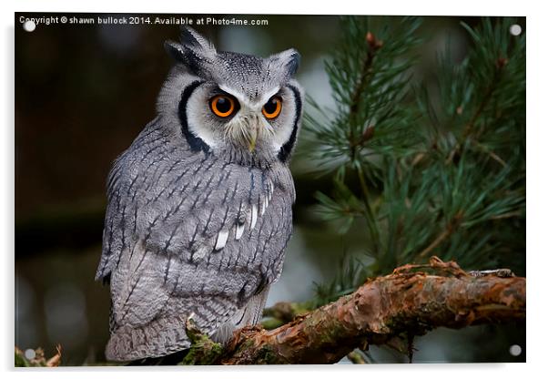  White faced Scops Owl Acrylic by shawn bullock