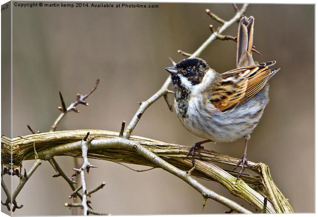 Male Reed Bunting  Canvas Print by Martin Kemp Wildlife