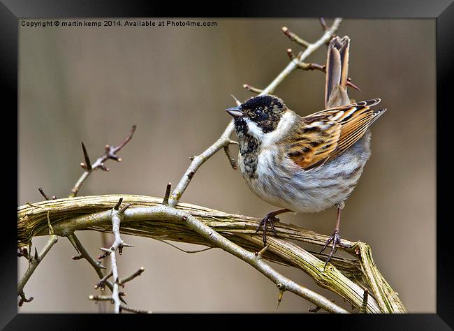 Male Reed Bunting  Framed Print by Martin Kemp Wildlife