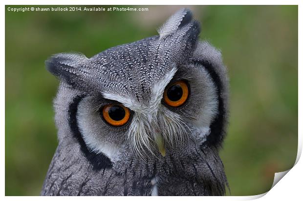  White faced Scops Owl Print by shawn bullock