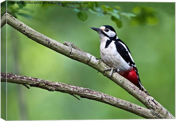 Great Spotted Woodpecker  Canvas Print by Martin Kemp Wildlife