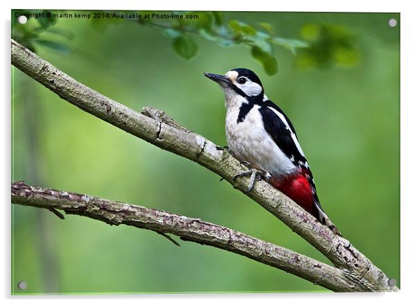 Great Spotted Woodpecker  Acrylic by Martin Kemp Wildlife