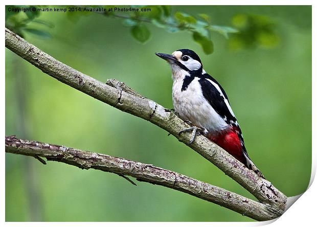 Great Spotted Woodpecker  Print by Martin Kemp Wildlife