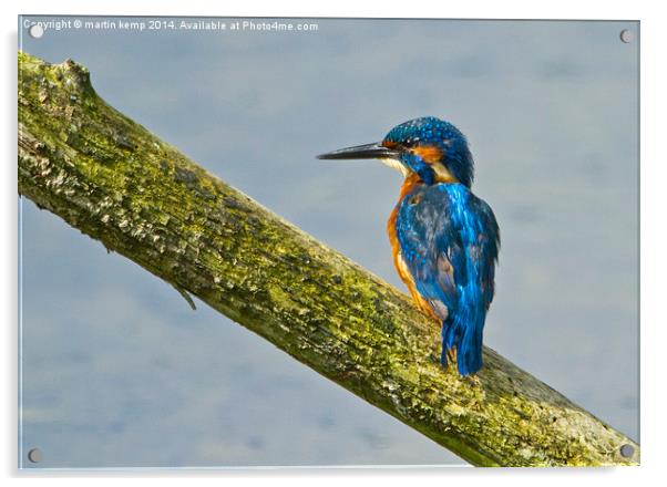 Kingfisher  Acrylic by Martin Kemp Wildlife