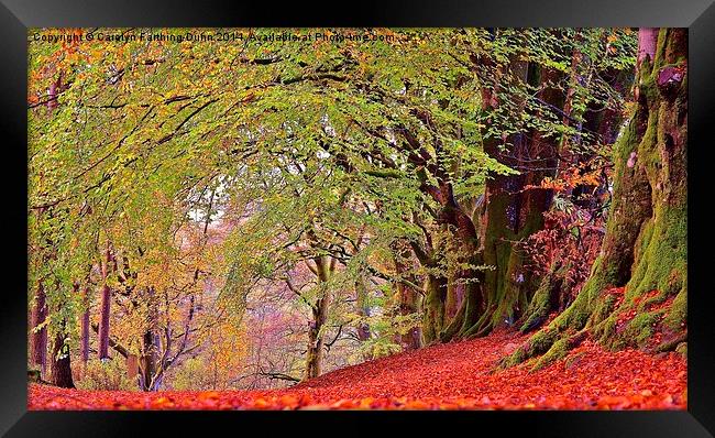 A walk in Autumn Woods Framed Print by Carolyn Farthing-Dunn