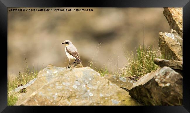  Wheatear Framed Print by Vincent Yates