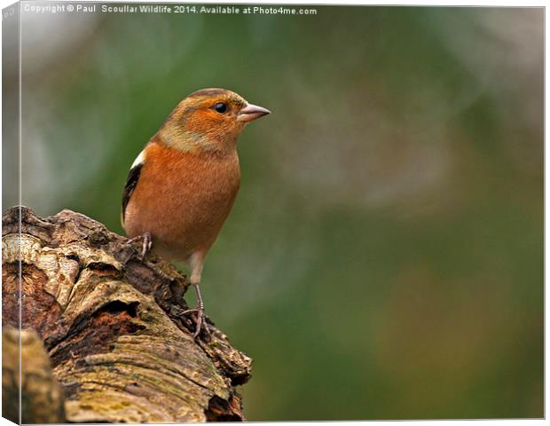  Chaffinch  Canvas Print by Paul Scoullar