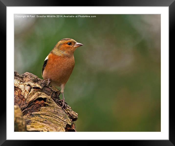  Chaffinch  Framed Mounted Print by Paul Scoullar